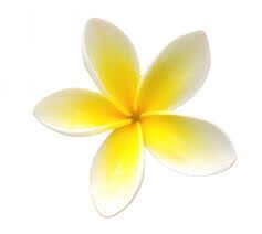 frangipani essential oil