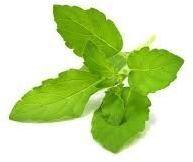 Holy Basil Essential Oil