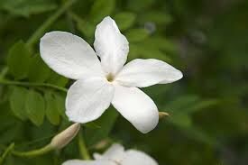 Jasmine Essential Oil