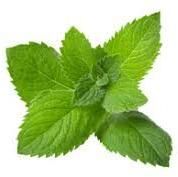 Spearmint Essential Oil