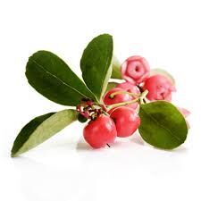 Wintergreen Essential Oil