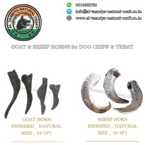 Natural Sheep Horns