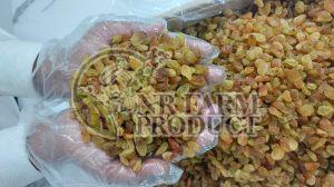 Malayar AAA Raisins