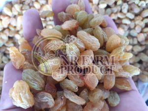 Long Yellow Raisins
