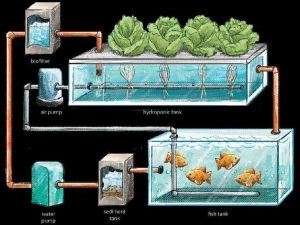 Aquaponic Setup