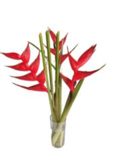 Fresh Heliconia Red Flower
