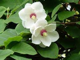 Fresh Magnolia Flower