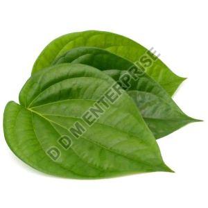 Green Betel Leaves