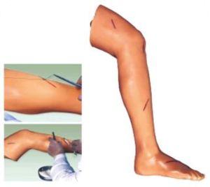 Surgical Suture Leg Models