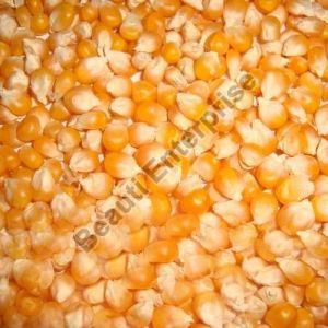 Yellow Maize Seeds