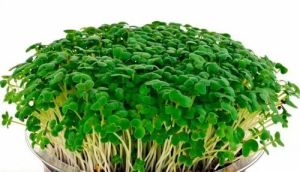 Fresh Microgreen