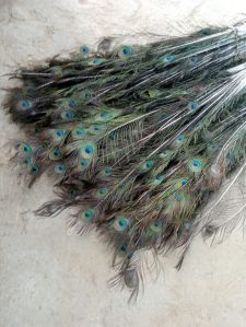 Peacock Feathers