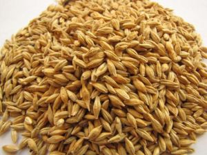 Barley Grains