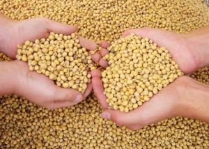 Soya Bean Seeds