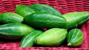 Natural Pointed Gourd