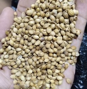 Coriander Seeds