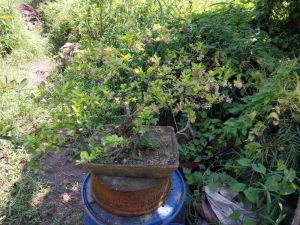 Decorative Bonsai Trees