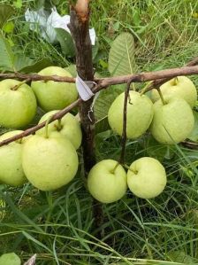 White Diamond Guava Plant