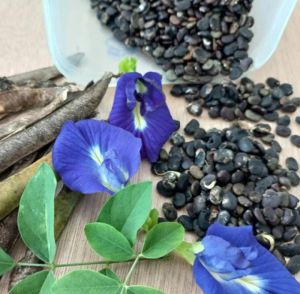 Butterfly Pea Flower Seeds