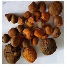 Bezoar Bovine Ox Cow Gallstones