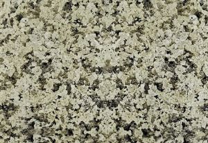 Royal Cream Granite Slab