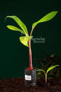 Red Banana Tissue Culture Plant