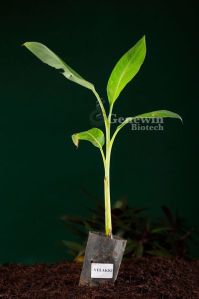 Yelakki Tissue Culture Banana Plant