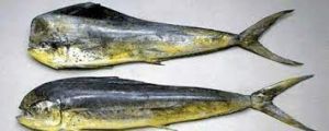 Fresh Mahi Mahi Fish