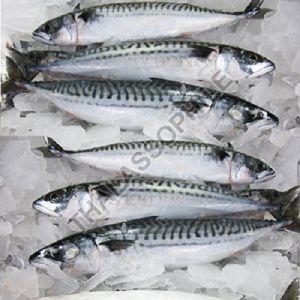 Frozen Mackerel Fish