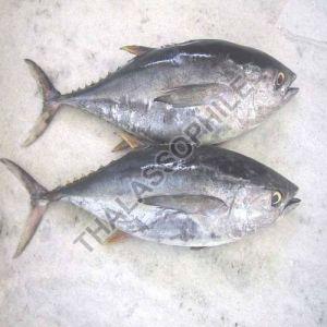 Frozen Tuna Fish