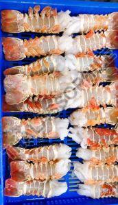 Frozen Tiger Prawns