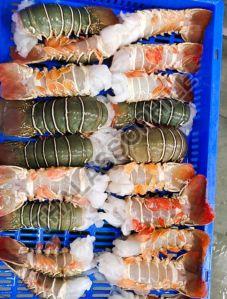Frozen Tiger Prawns