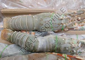 Frozen Tiger Prawns