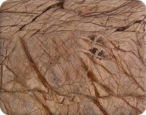 Rain Forest Brown Marble Slab
