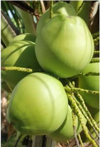 Fresh Tender Coconut