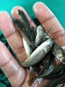 Grass Carp Fish Seeds