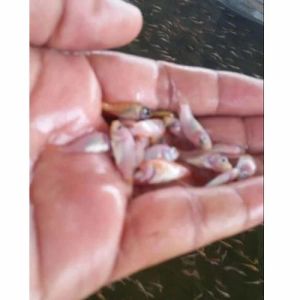 Red Tilapia Fish Seeds