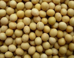 Hybrid Soybean Seeds