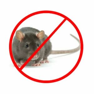 Rodent Control Treatment Service