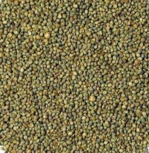 Bajri Seeds (Pennisetum glaucum)