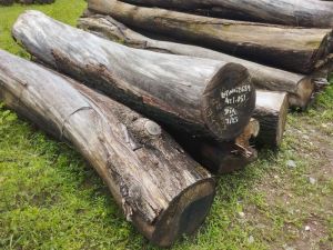 Acacia Wood Logs