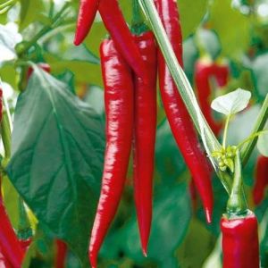 Grafted Red Chilli Plant