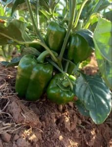 Grafted Green Capsicum Plant