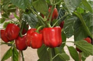 Grafted Red Capsicum Plant