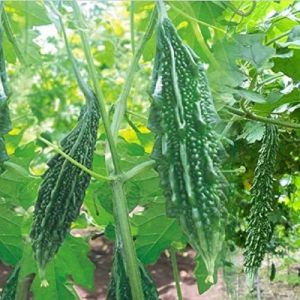 Grafted Bitter Gourd Plant