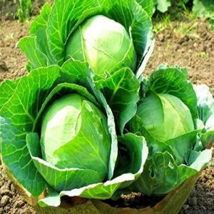 Grafted Cabbage Plant