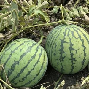 Grafted Watermelon Plant