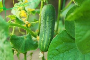 Grafted Cucumber Plant