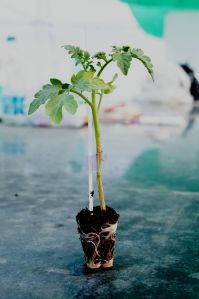 Grafted Tomato Plant