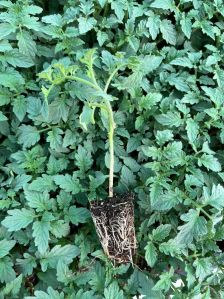 Grafted Tomato Plant